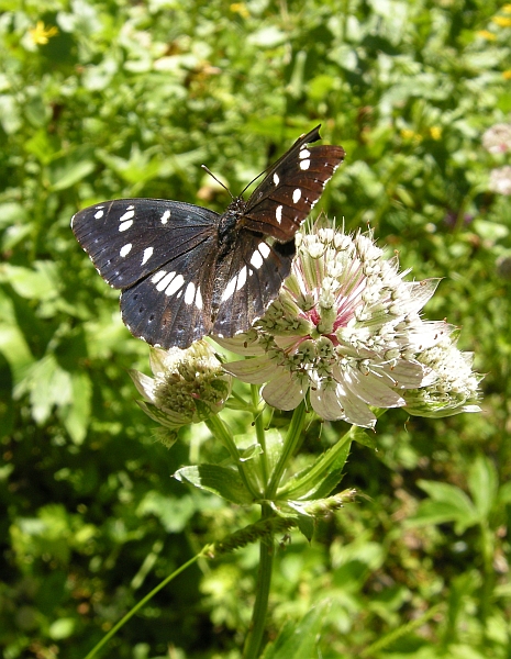 Limenitis reducta e camilla